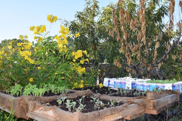 Austin High Gardening Club
