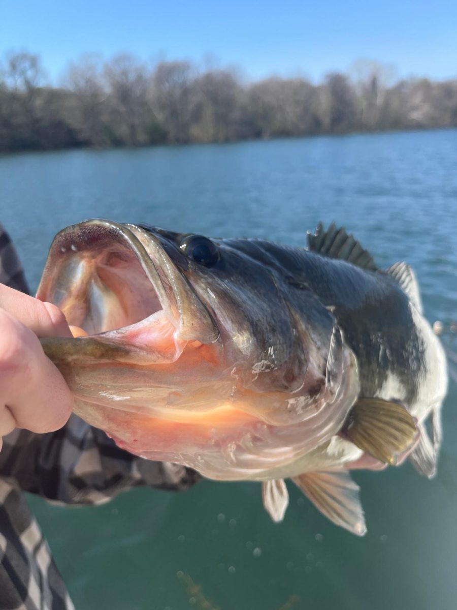 Large mouth bass caught in Lady Bird Lake.