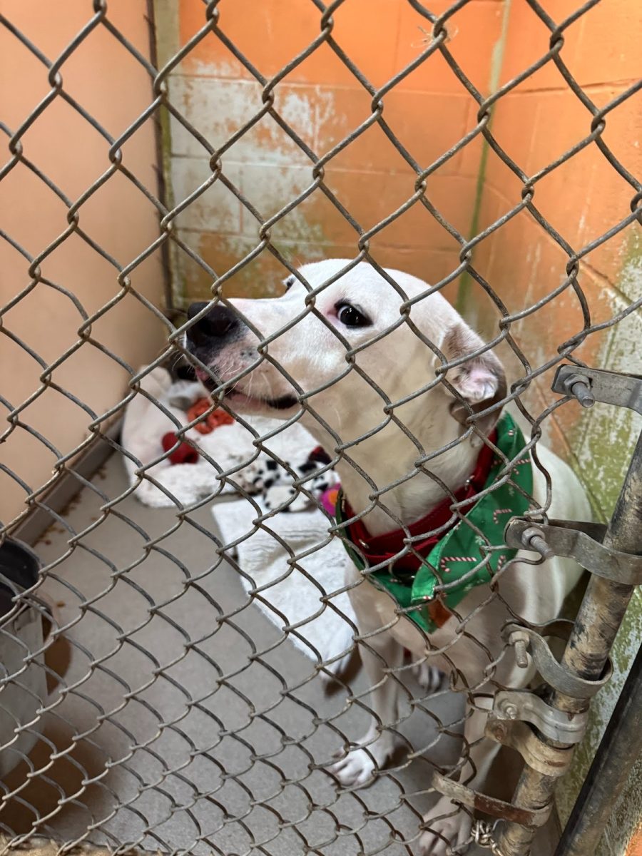 Adopt me!